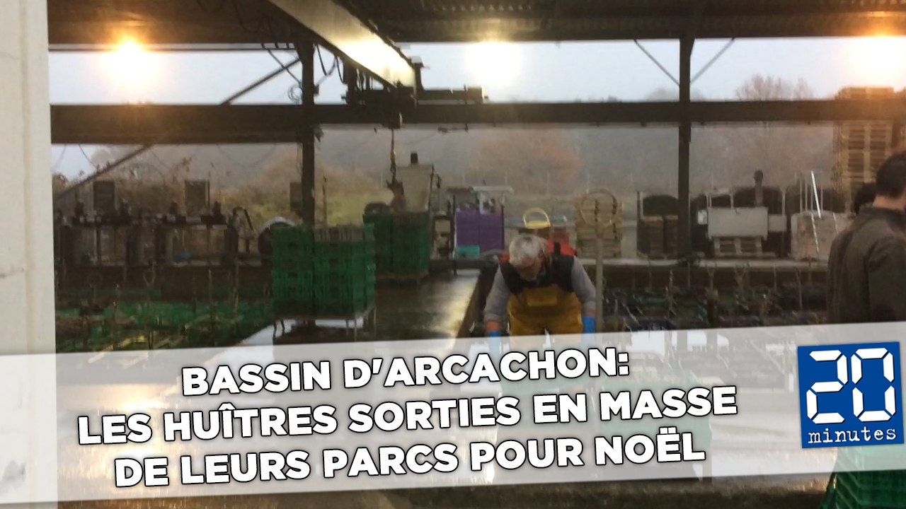 Bassin d'Arcachon: Les huîtres sorties en masse de leurs parcs pour Noël