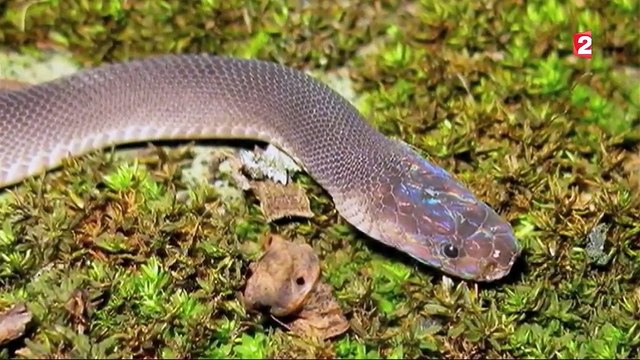 Grand Mékong : 163 nouvelles espèces d'animaux découvertes