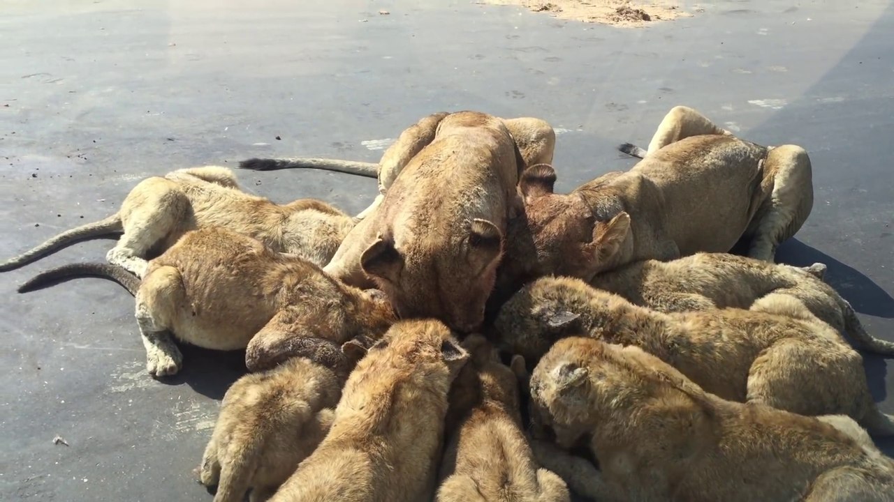 Une famille terrifiée piégée dans leur voiture quand des lions trainent une carcasse sous leur voiture pour la dévorer