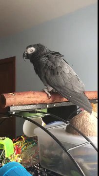 Ce perroquet gris du Gabon imite le son de « Ok Google »