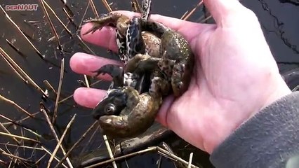 Natur spielt verrückt, GRUPPENSEX bei Tieren - Crazy Nature, Animal Gang Bang