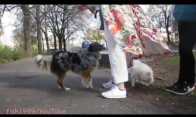 Sci-fi ~ Psycho Girl & Her Dog VS Psycho Cow ~ 18+ (الحب الحيوان) - Paranormal Activity