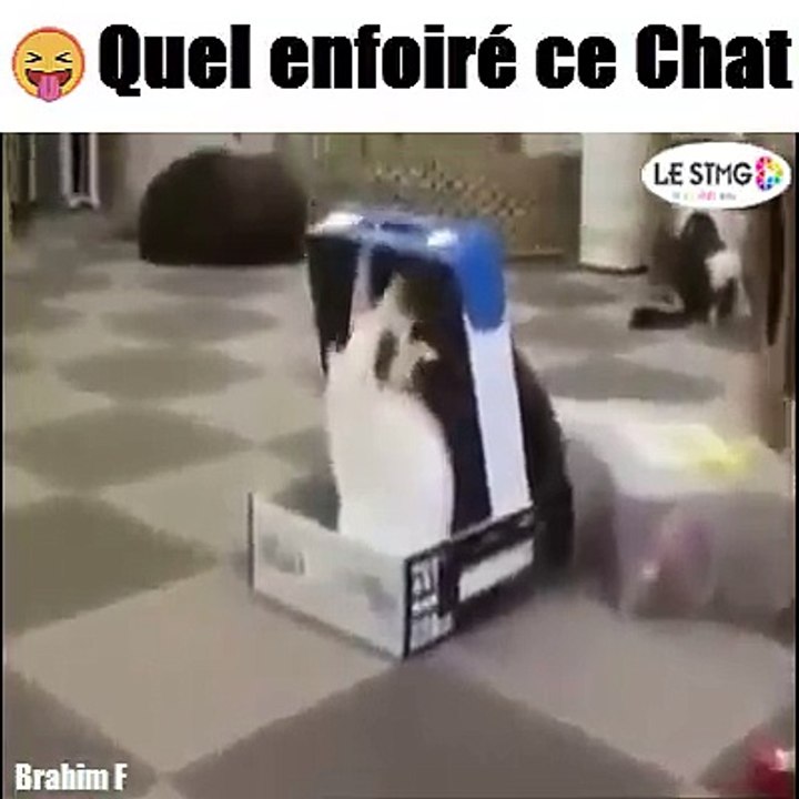 Quel enfoiré ce chat