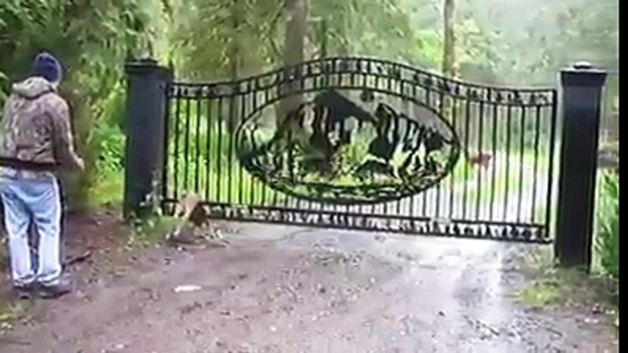 Fawn rescued by an angel