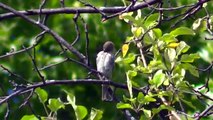 Most Beautiful, Colorful Birds (2 Hour HD Video )