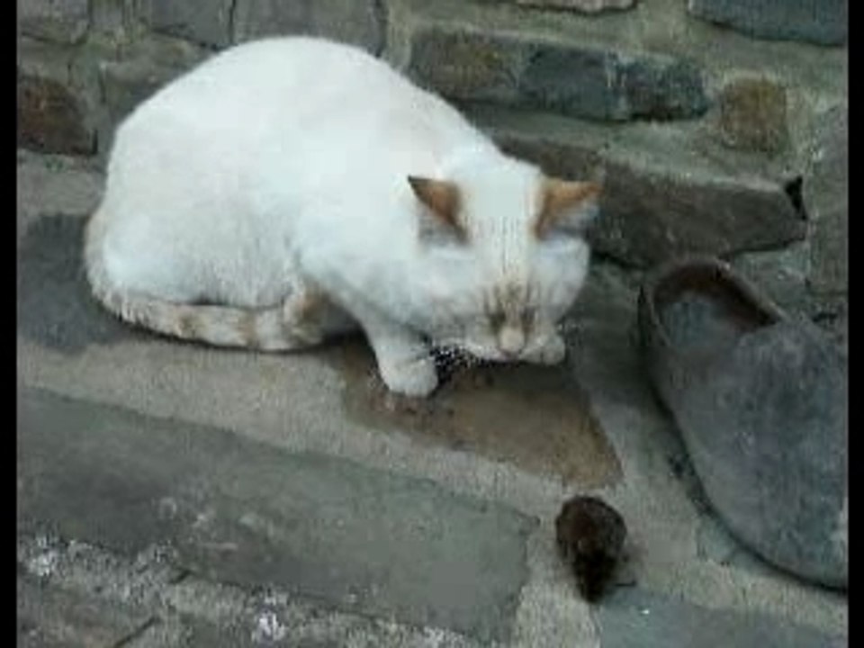 Chat et souris