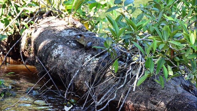 COSTA RICA PURA VIDA