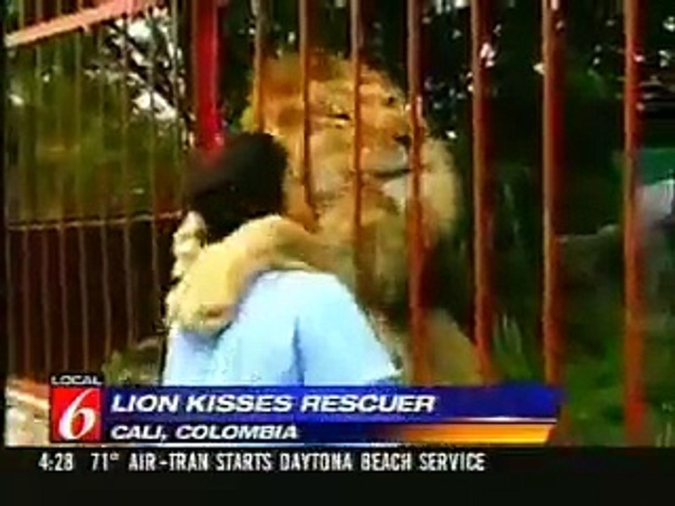 Lion kisses his rescuer