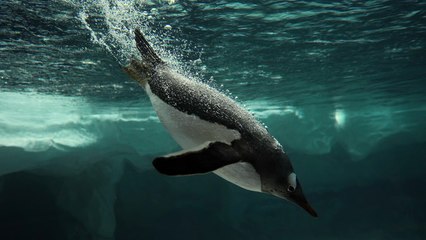 Did You Ever See A Penguin Song for Kids | Penguins for Children