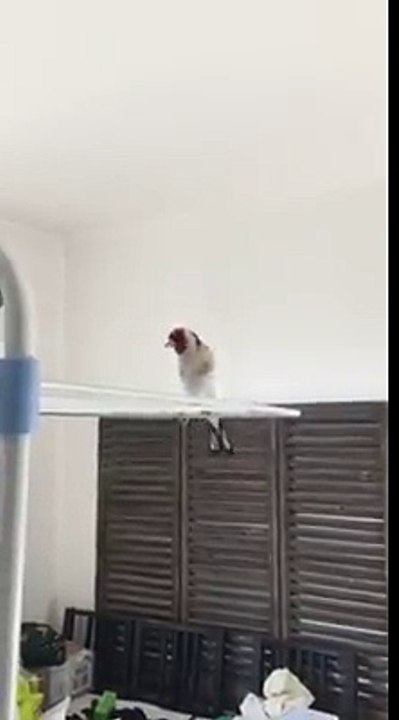 Un Chant du Chardonneret donnez nous vos avis  de : Djé Do