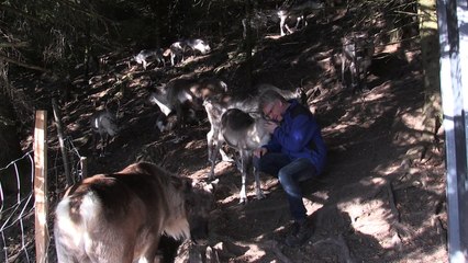 En Alsace, un havre de paix pour les rennes du Père Noël