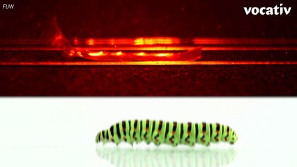 2016: The Year In Soft Robotics