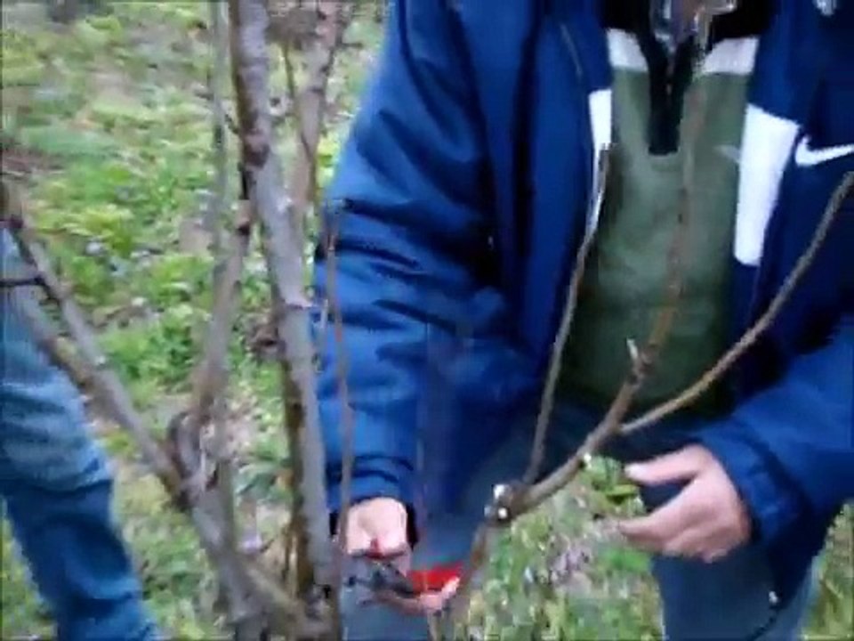 Meyve Ağaçlarında Budama Nasıl Yapılır