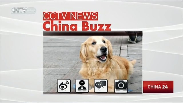 E' costretto da sempre sulla sedia a rotelle. Ma quello che fa il suo cane è stupendo!