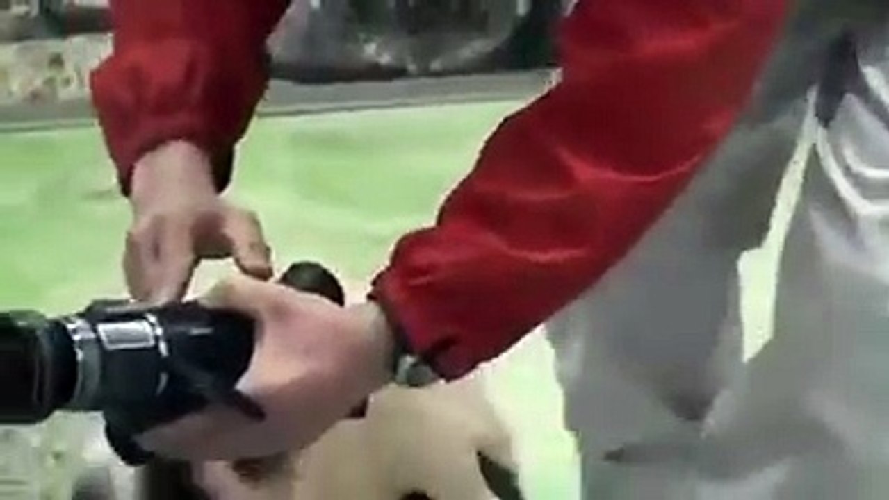 Lovely and playful panda