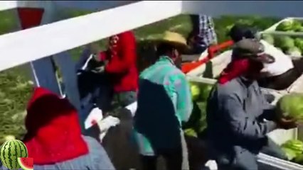 Son sistem karpuz toplama makinesi