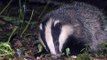 BBC Radio 4 - Farming Today 19Dec16 - badger cull figures