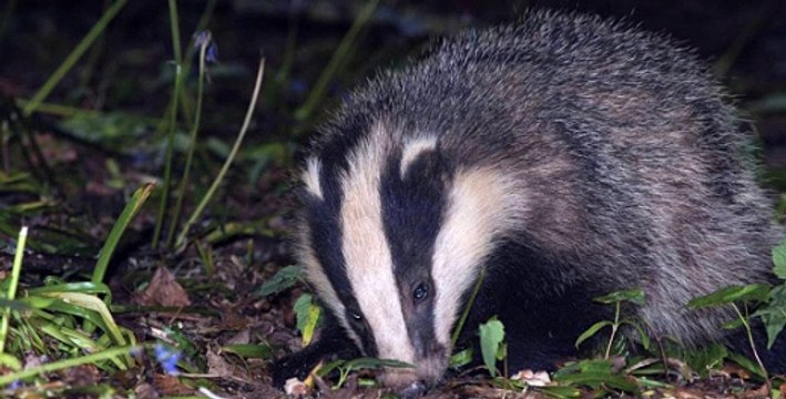 BBC Radio 4 - Farming Today 19Dec16 - badger cull figures