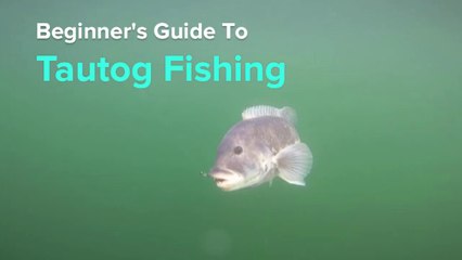 Beginner's Guide to Tautog Fishing