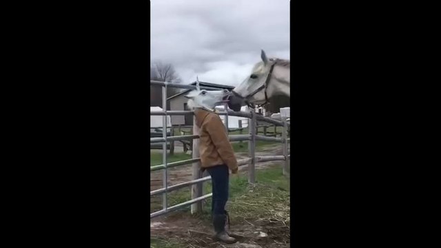 Cheval vs Tête de cheval