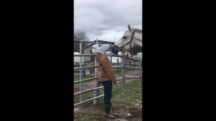 Cheval vs Tête de cheval