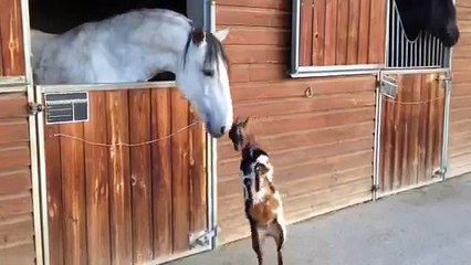 So Cute: Baby goat trying to headbutt a horse