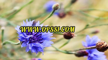 공덕오피방 OPSS1(닷컴) 오피에스