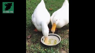Cute Ducks - A Funny Duck Videos Mini Compilation.