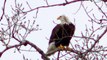 Rare Footage: Glorious American Bald Eagle in the Wild Minnesota
