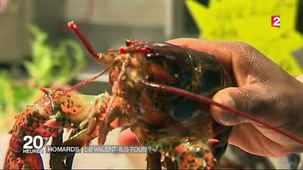Homards : se valent-ils tous ?