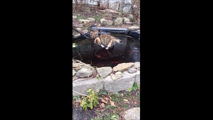 Ce chat essaie de pecher sur la glace... Pas facile