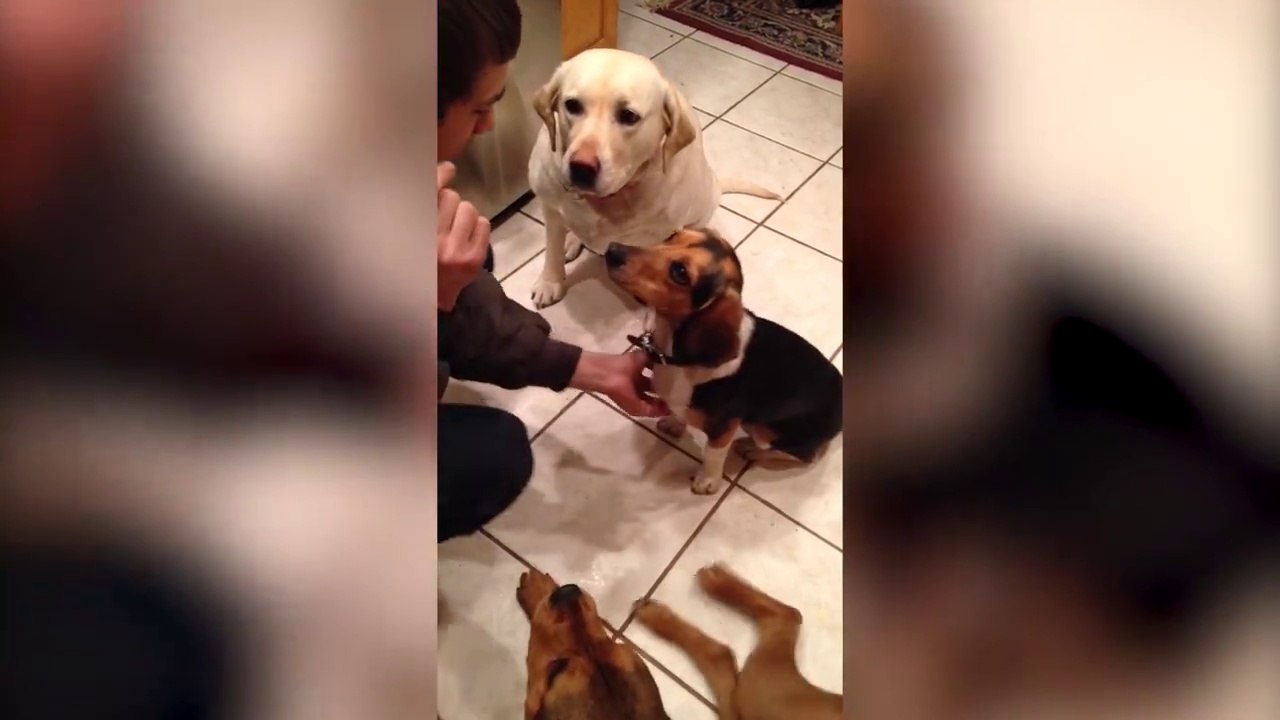 Quand ton chien se rate en allant chercher la balle - Compilation de fail