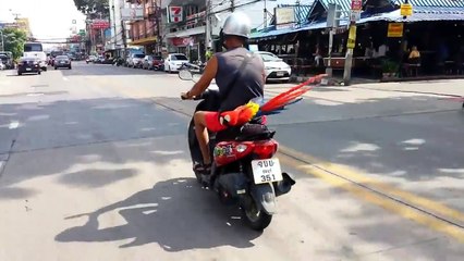 Un perroquet sur un scooter... Oui, oui!!