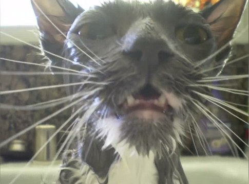 Funniest Pets Hate Taking Baths Home Videos of 2017 Weekly Compilation | Funny Pet Videos | Funny Pet Video Compilation