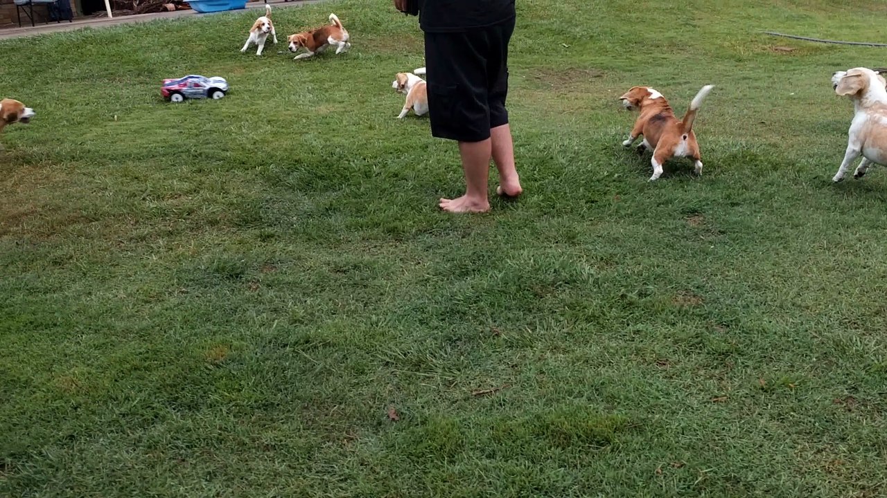 Nine Beagles Chase a Remote Control Car