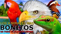 Los 12 Animales mas hermosos del planeta, estos son  los animales mas bonitos de todo el mundo