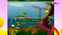 Learn Telugu || Learn Common Insects Names || E-Learning Videos for Kids