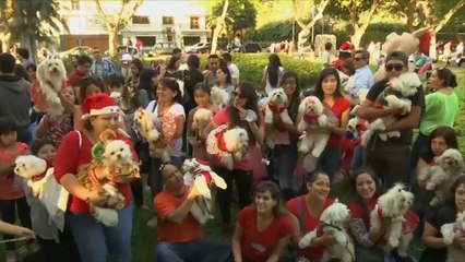 هذا الصباح-بيرو.. حيوانات أليفة تشارك باحتفال عيد الميلاد