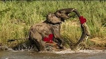 Elephant vs Crocodile vs Buffalo vs Hyena - Crocodile Attacks Elephant - Wild Animal Attacks #27