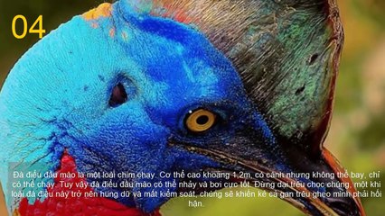 10 Loài Chim Nguy Hiểm Nhất Hành Tinh - Top 10 Kỳ Lạ