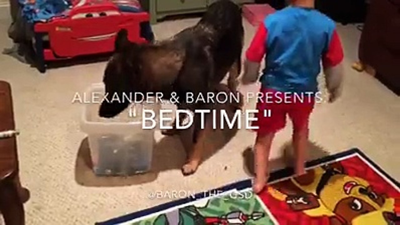 The dog - our loving friend