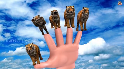 Finger Family || TIGERS GROUP ATTACK ON COWS version || Nursery Rhymes and Baby Songs