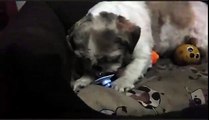 Sweet Dog steals Pacifier ( dummy ) - funny puppy shih tzu - Ши-тцу - shihtzu