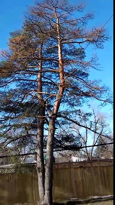 TREE REMOVAL TORONTO,MARKHAM,OSHAWA,MISSISSAUGA,OAKVILLE. (1)