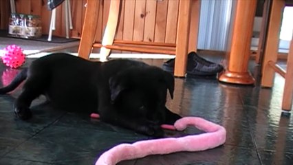 Cute Black Labrador Puppy Playing