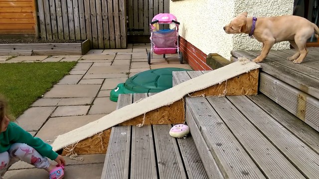 Cute labrador puppy slides down ramp