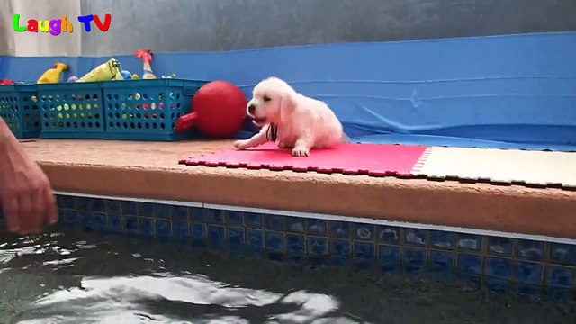 Cutest Golden Retriever Puppies Of All Time Videos Compilation