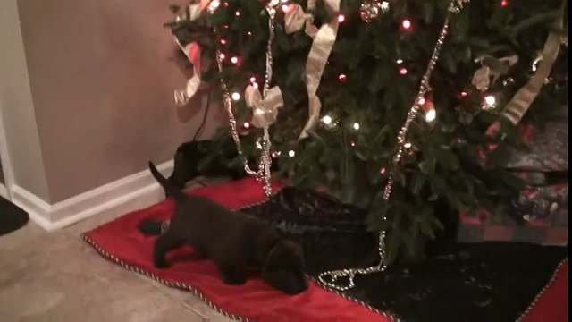 Day 35 - Mocha s Chocolate Labrador Retriever Puppies are 5 Weeks!