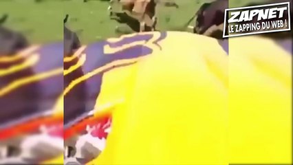 Zapnet - Le Zapping du Web (N°2)