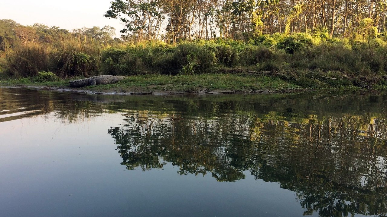 Almost Crocodile ATTACKK !!